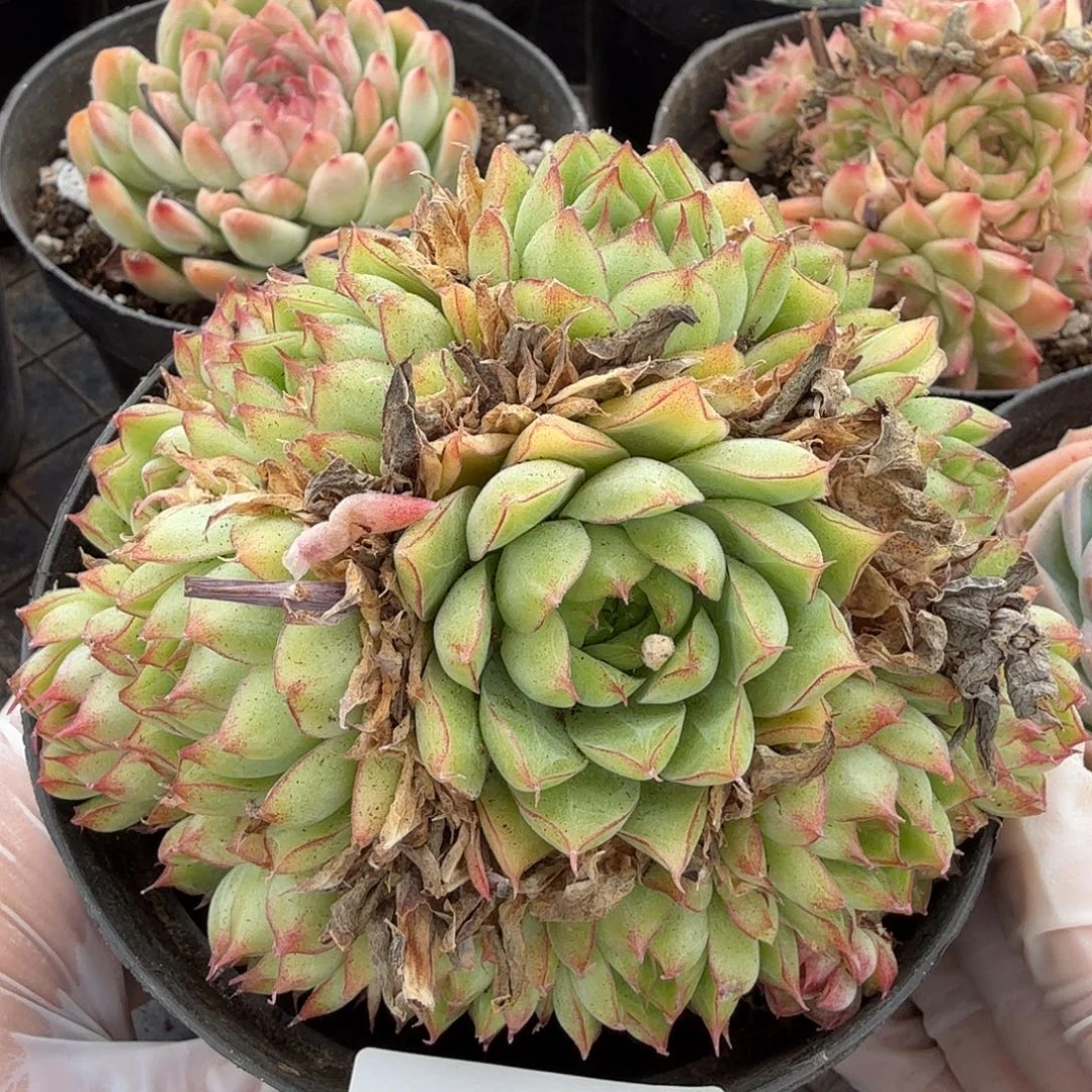 1124-01单颗多肉，