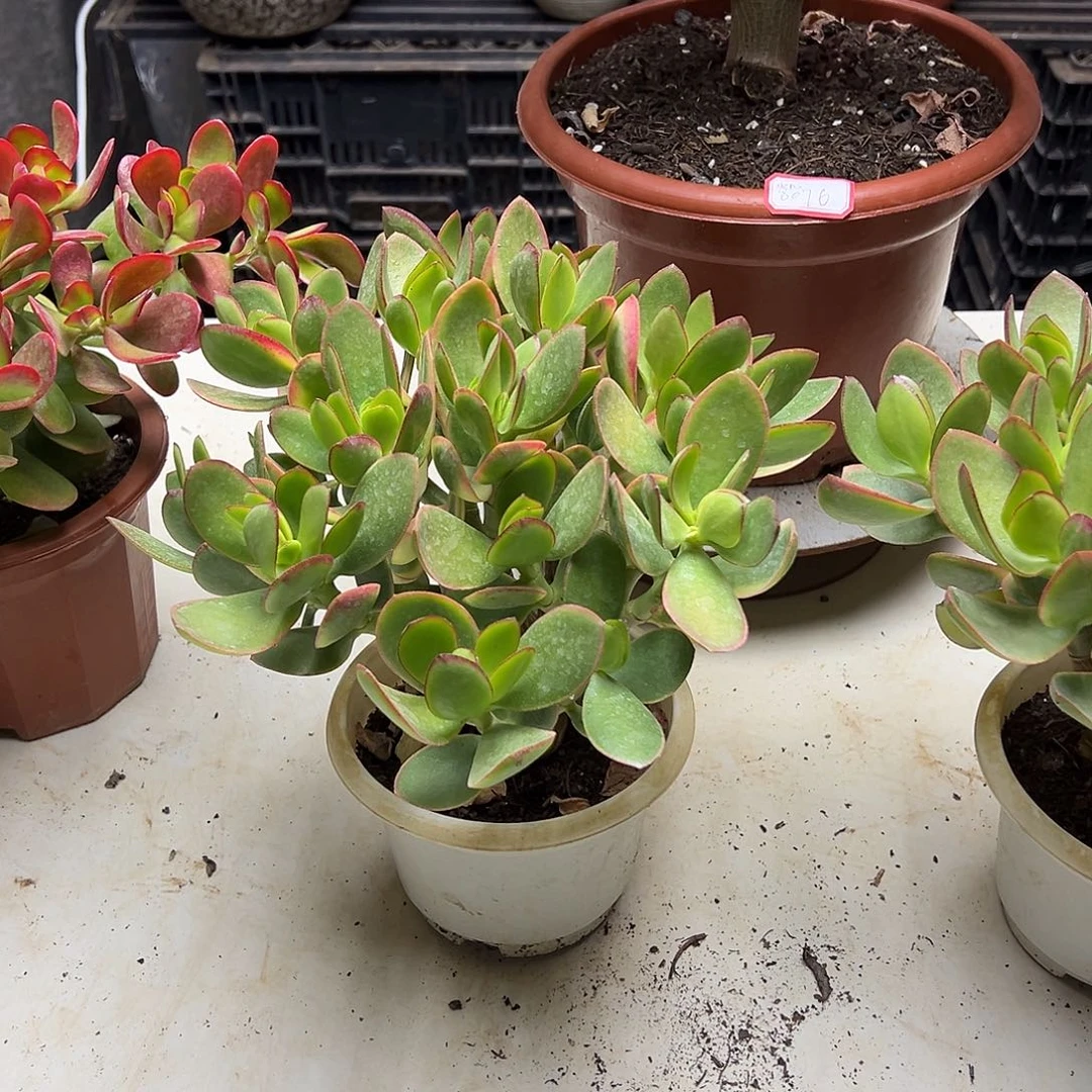 凯***哥4年玉树带盆土发货