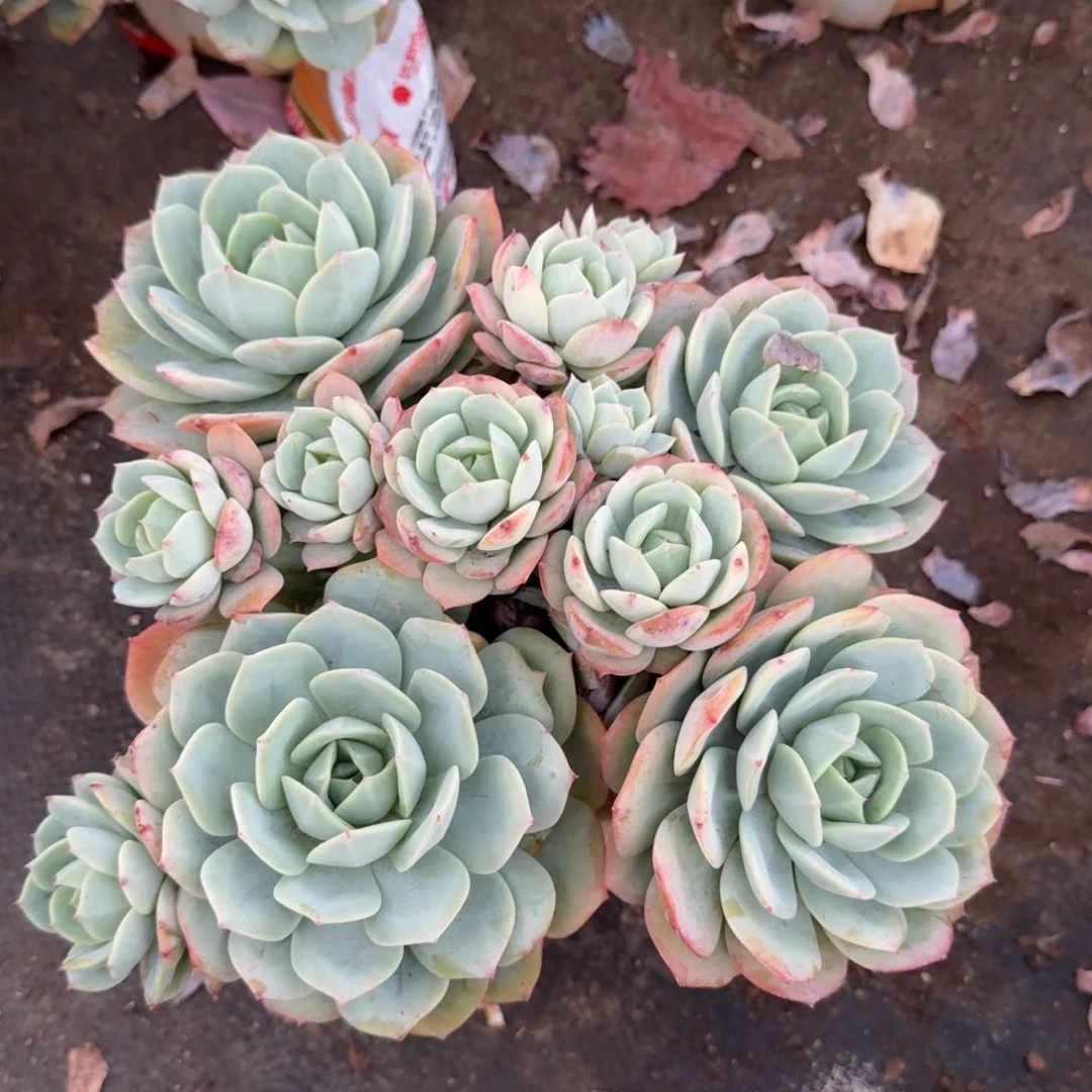 韩国恋曲五头起发