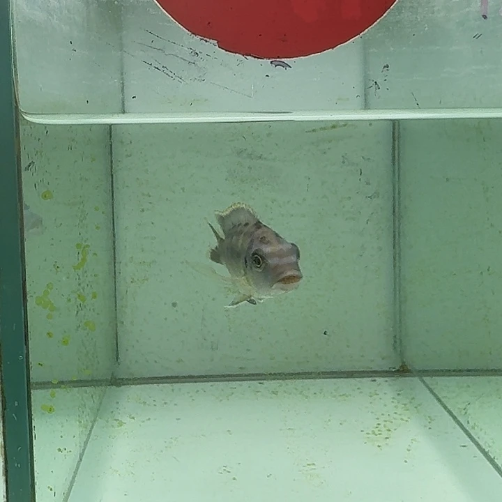 海水109号野生蓝金黄腹龙王