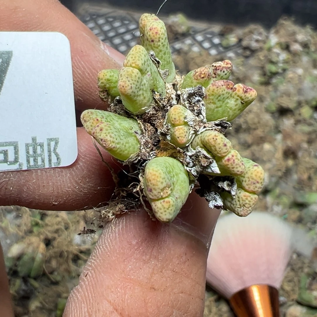 【闪购商品】 407。