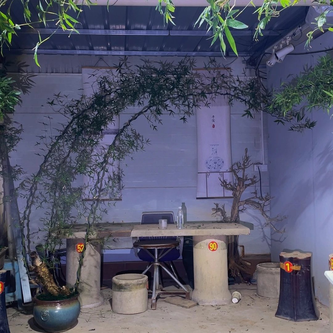 武***军无花朵小叶簕竹熟桩陶瓷盆一物一拍