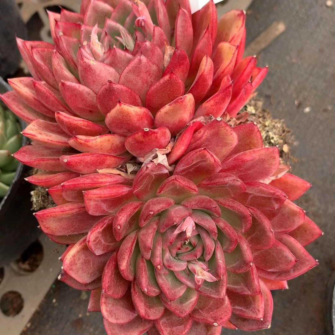 7237杂交多肉老桩