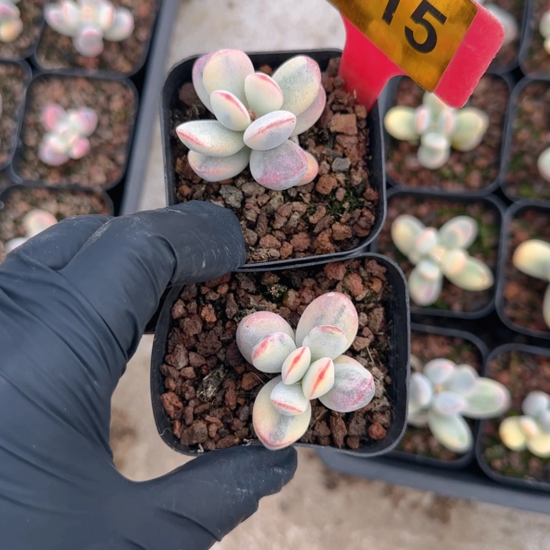 415号福娘锦两颗一组