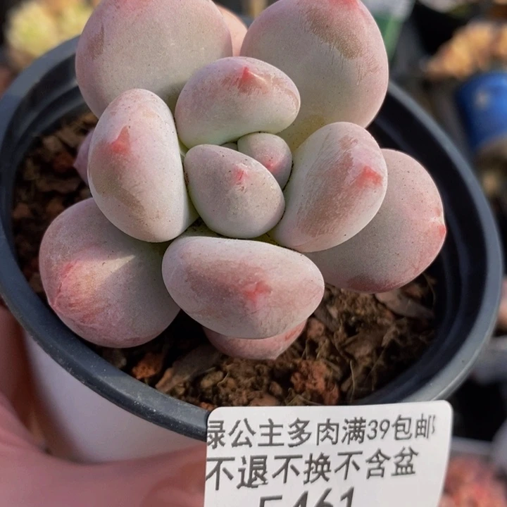 香水单头461多肉植物