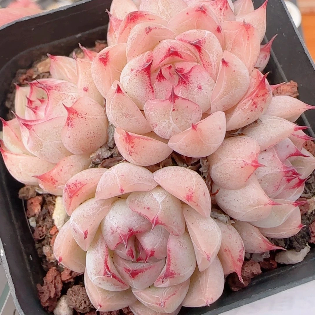 花语多肉1220-194开播福利散