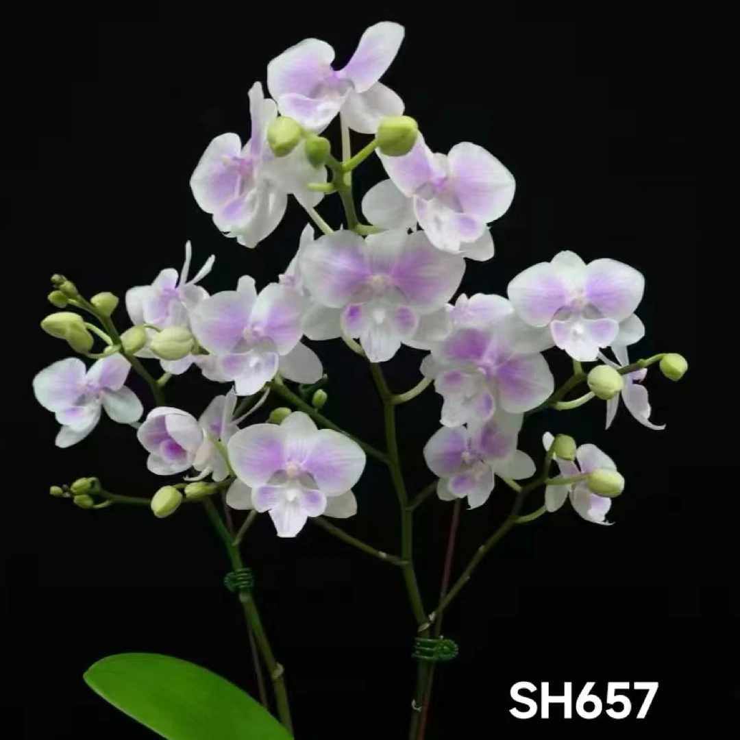 飞鱼4.5寸蝴蝶兰带剑新品上架