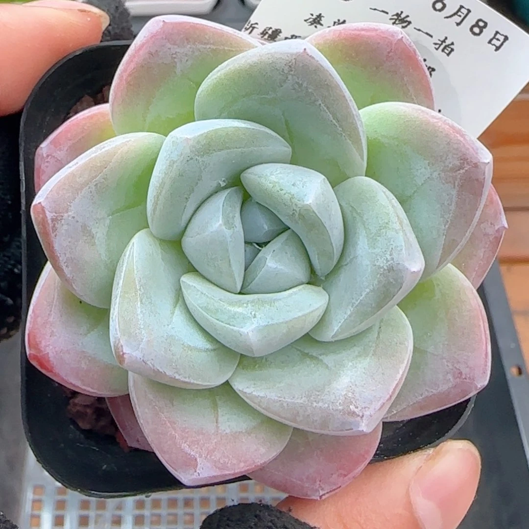 0608-203冰玉冰玉