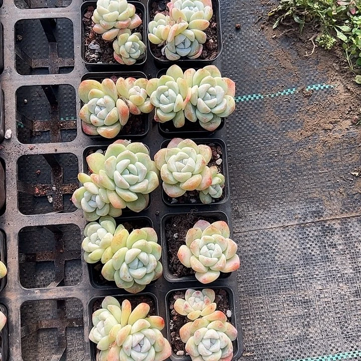 冰玉组合 尺下7左右