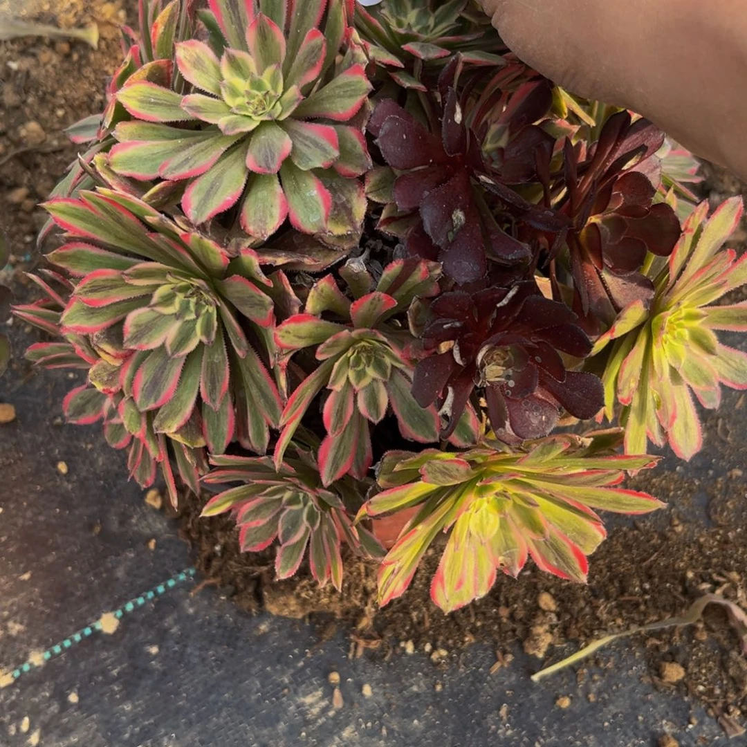 765多肉植物一物一拍