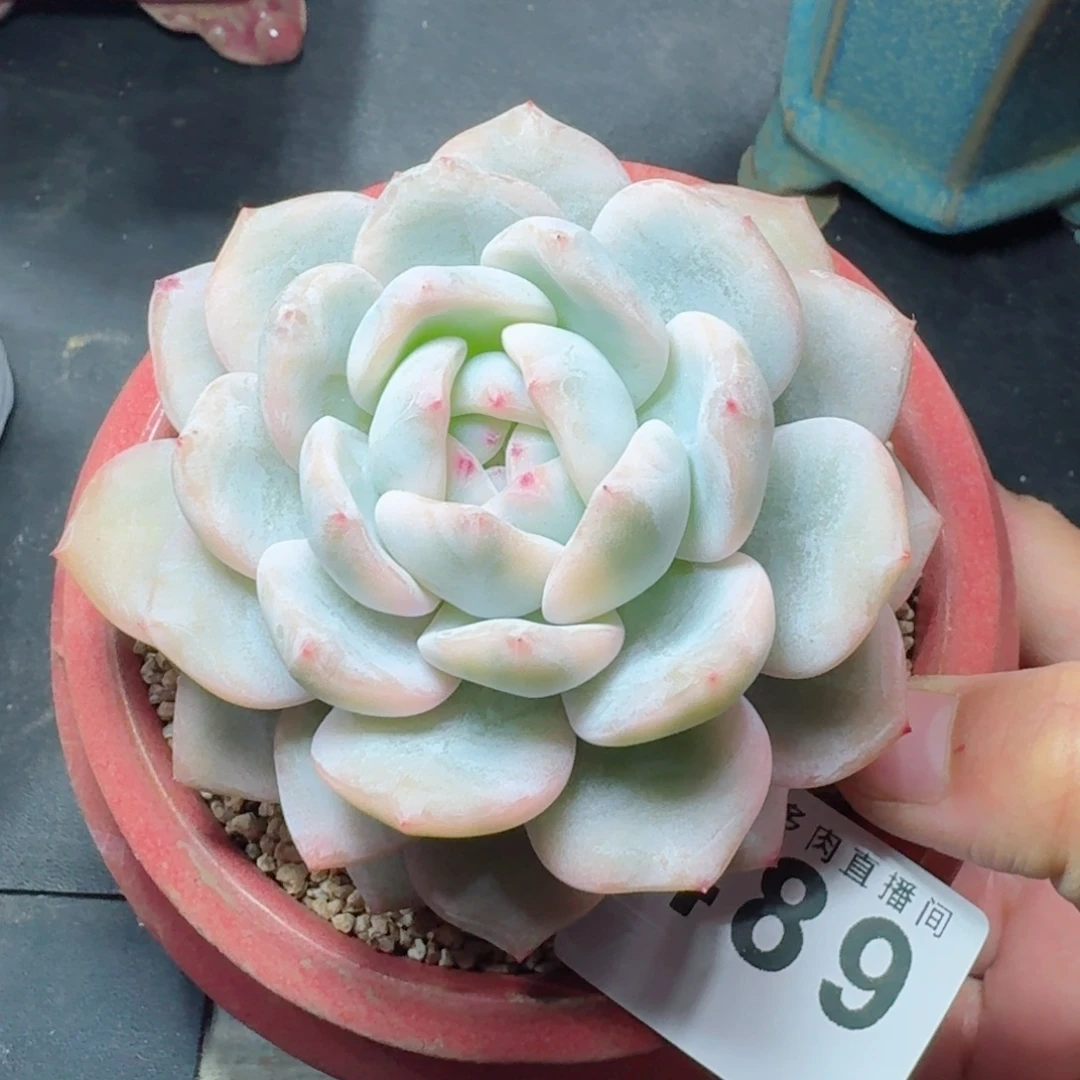 宽叶橙子锦      愿你一路坦途，乘风破浪展宏图