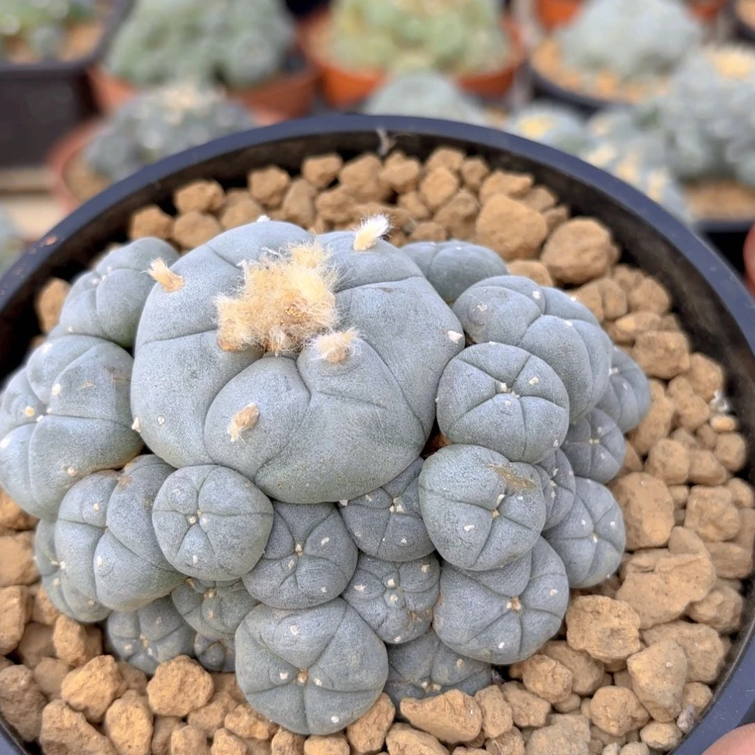 白肌子吹G g g g g g g g