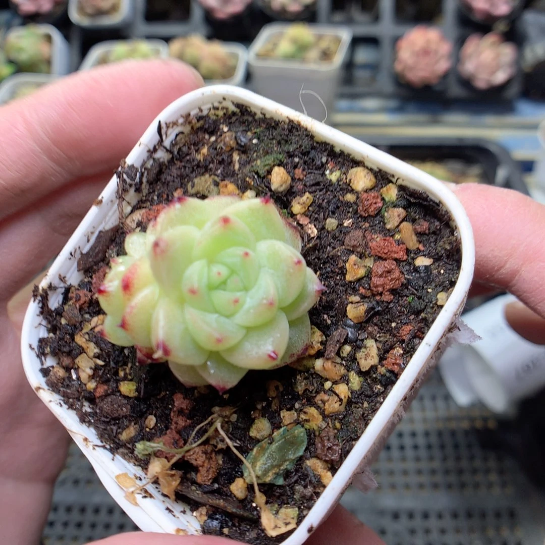 S163y y y y y y y y t y