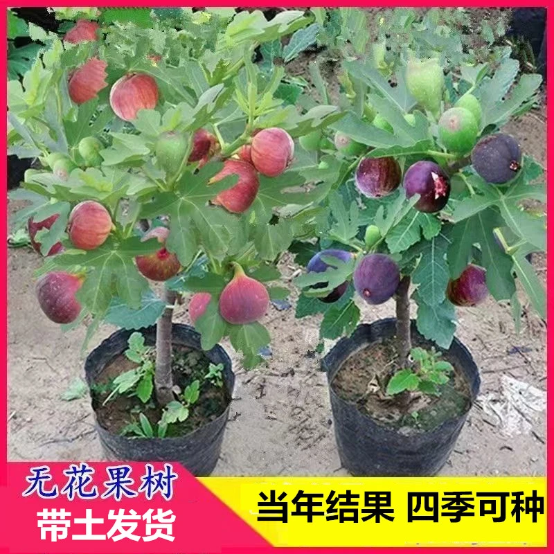 无花果树苗   带土带叶  南方北方种植 盆栽地栽果树苗子