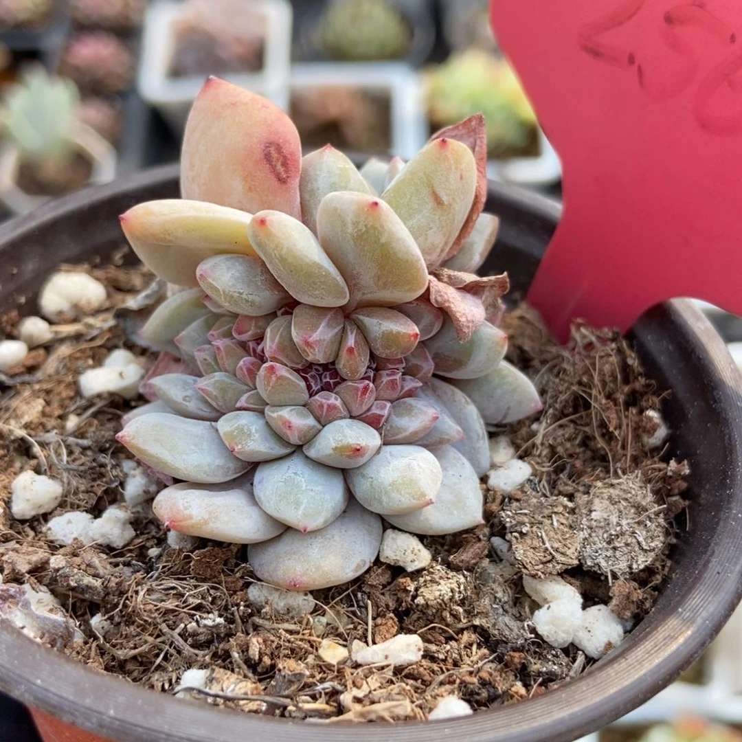 256石榴籽缀多肉植物保护