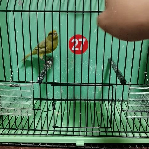 万***尘虎皮鹦鹉绿玛瑙公一只