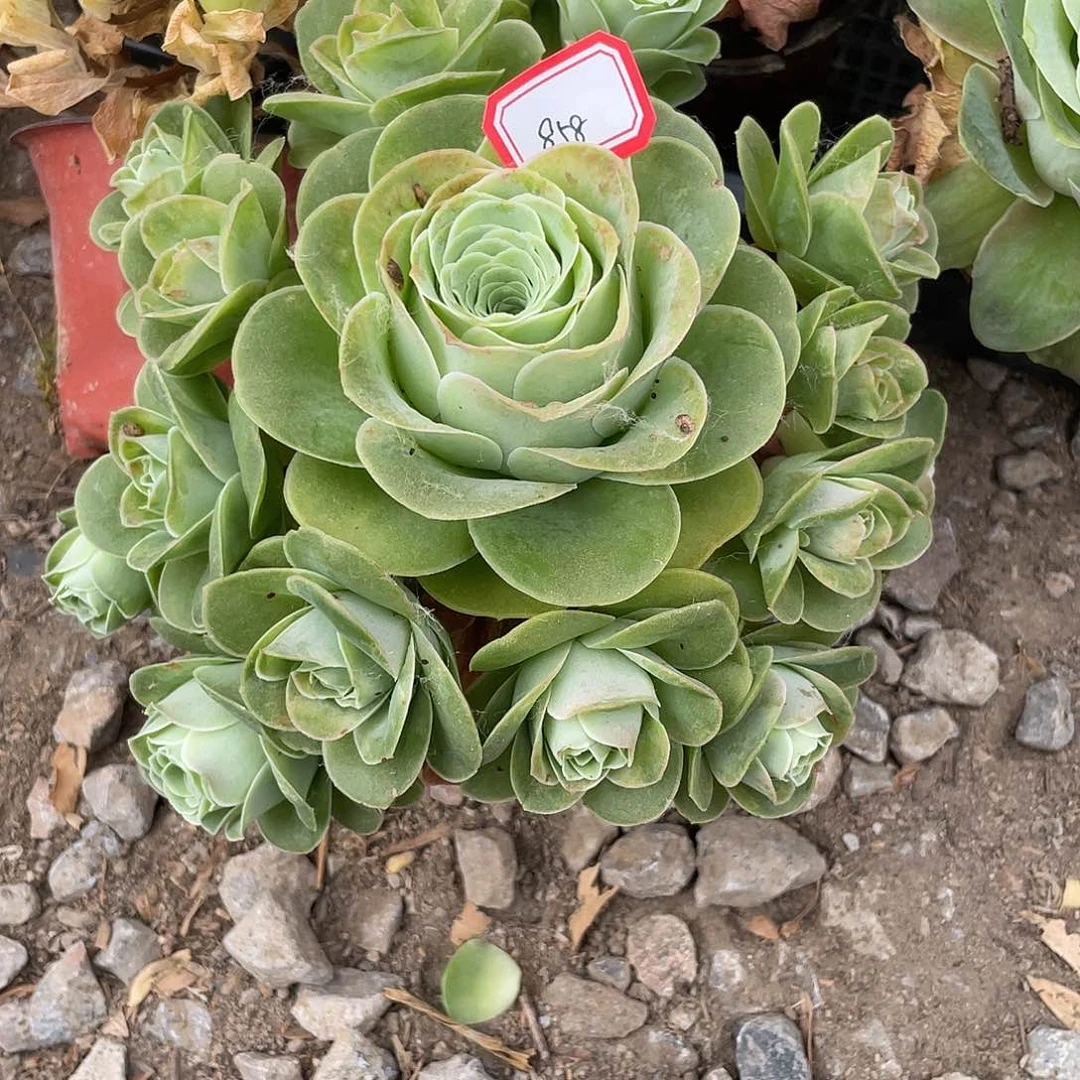 山地玫瑰多肉不售后 858