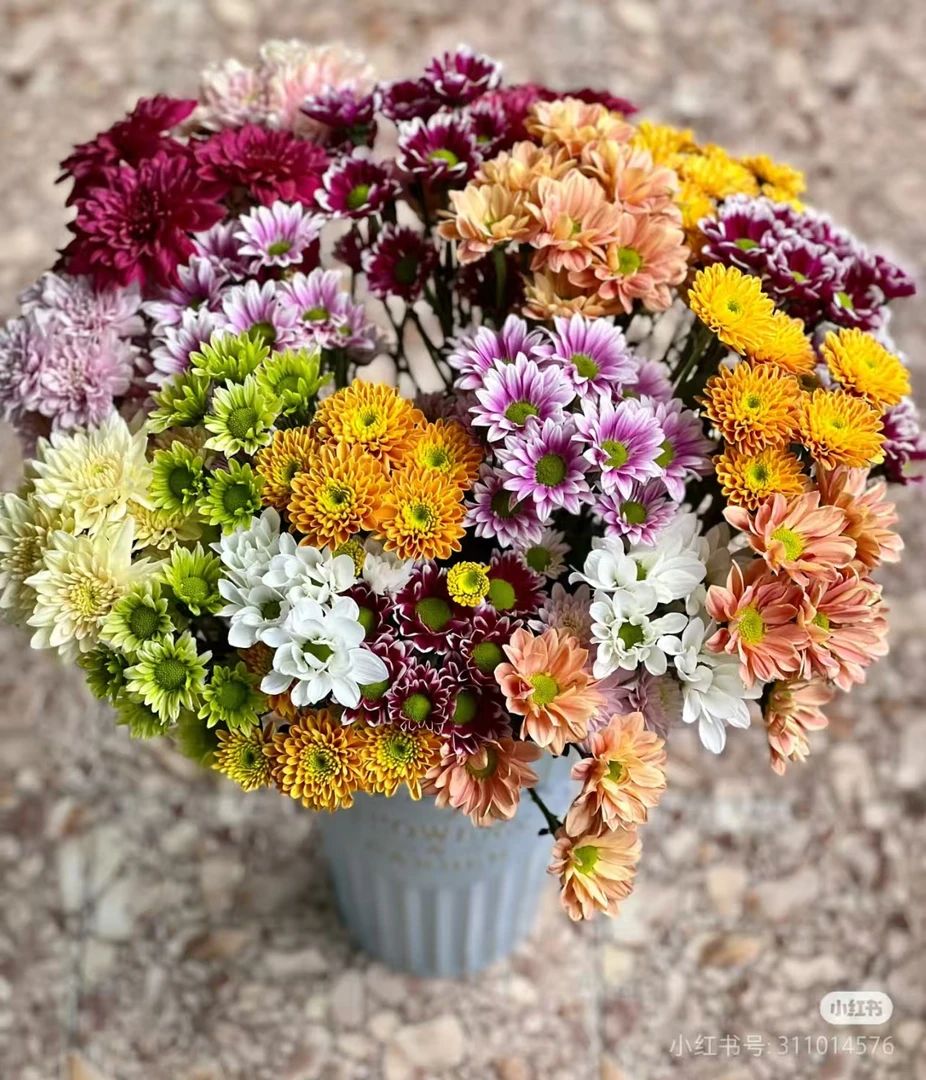 【多彩小雏菊】随机颜色10支超长待机20天以上花期