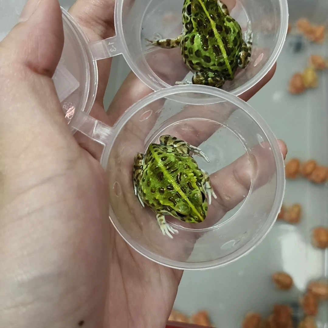 非洲牛蛙非洲牛蛙专拍链接