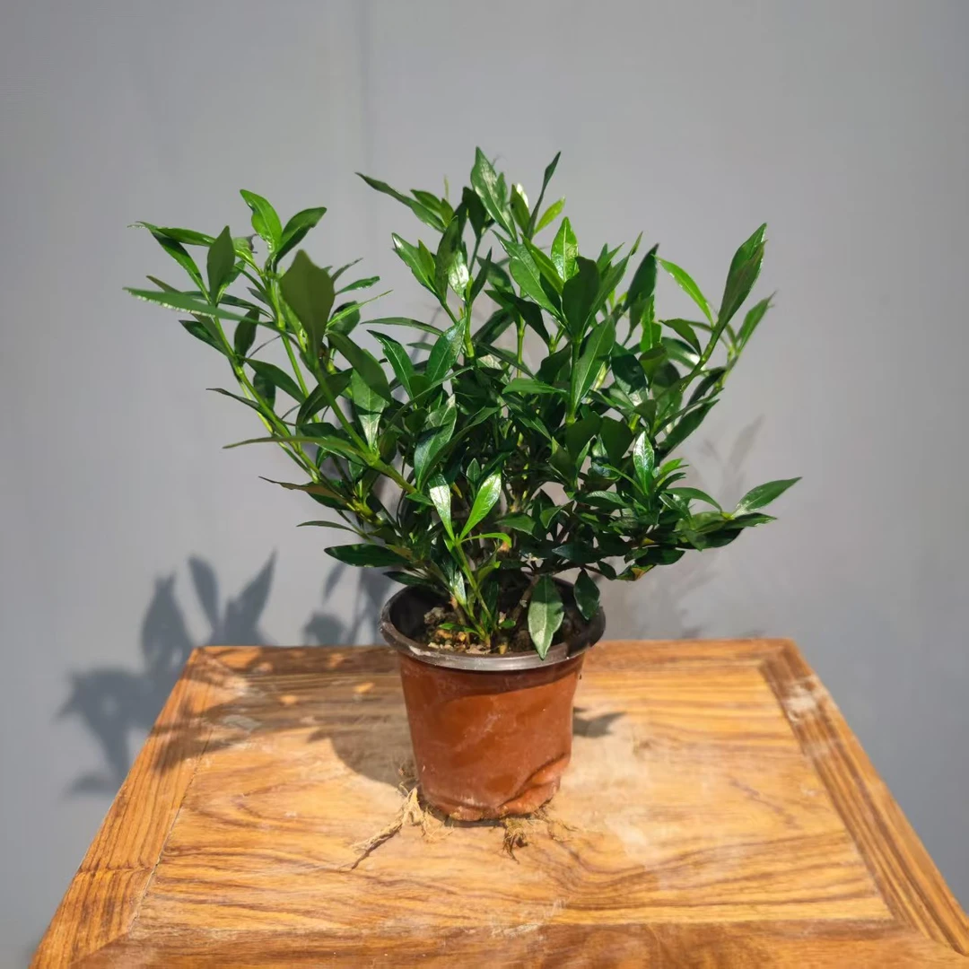 两颗【小叶栀子花】小杯苗基地育苗盆直发 好养窗台阳台绿植开花