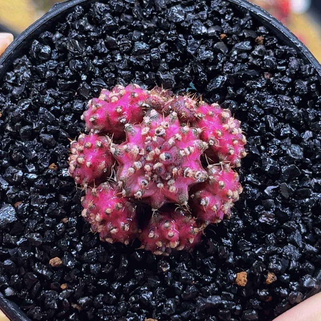 手捧花 米哈仙人球