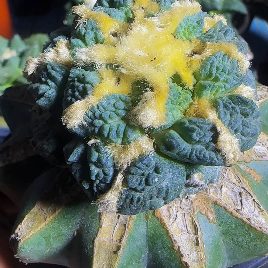 蓝皮龟甲896仙人球