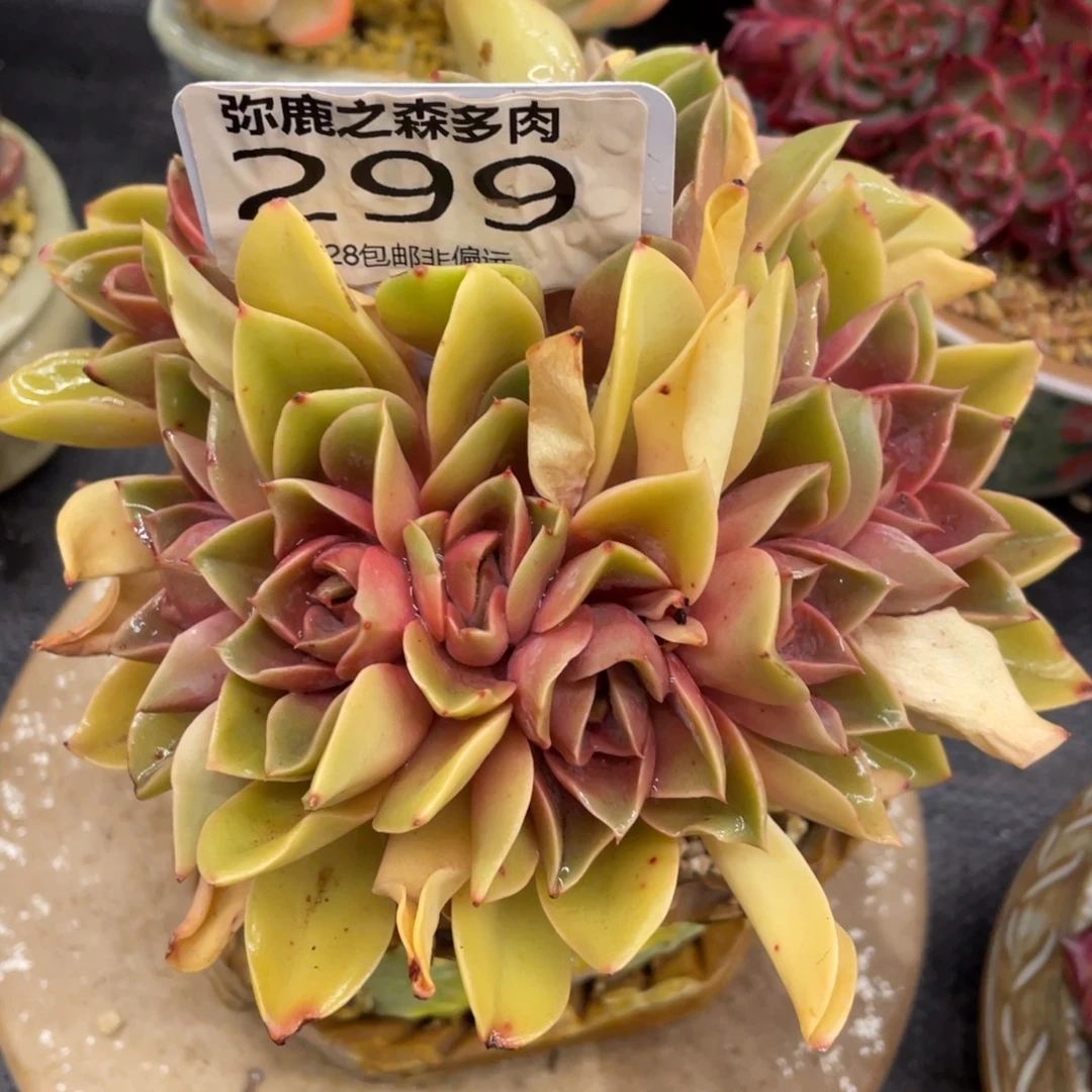 那***开弥鹿之森一物一拍