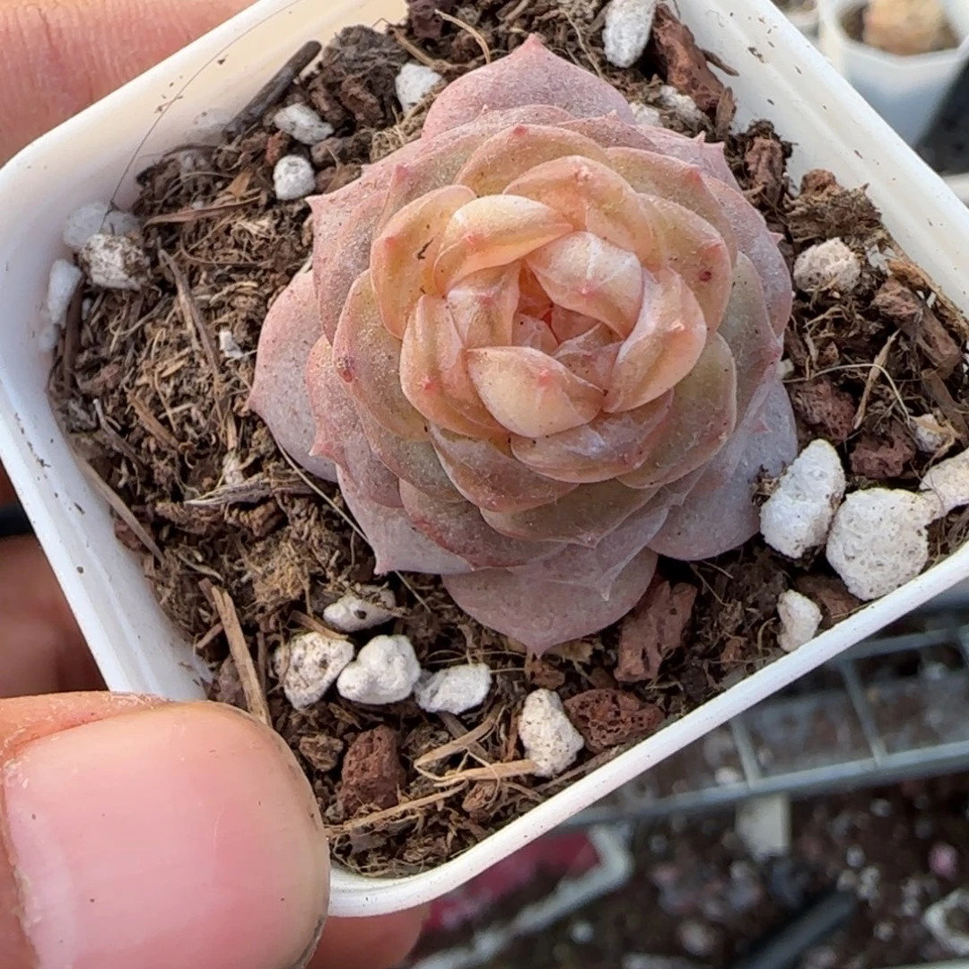 多肉小卡拉米糖心一物一拍