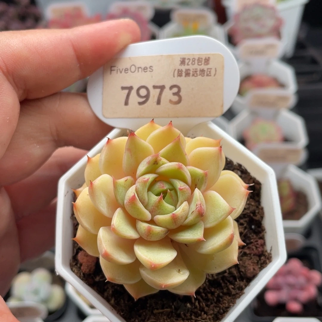 苯巴蒂斯7973-5厘米