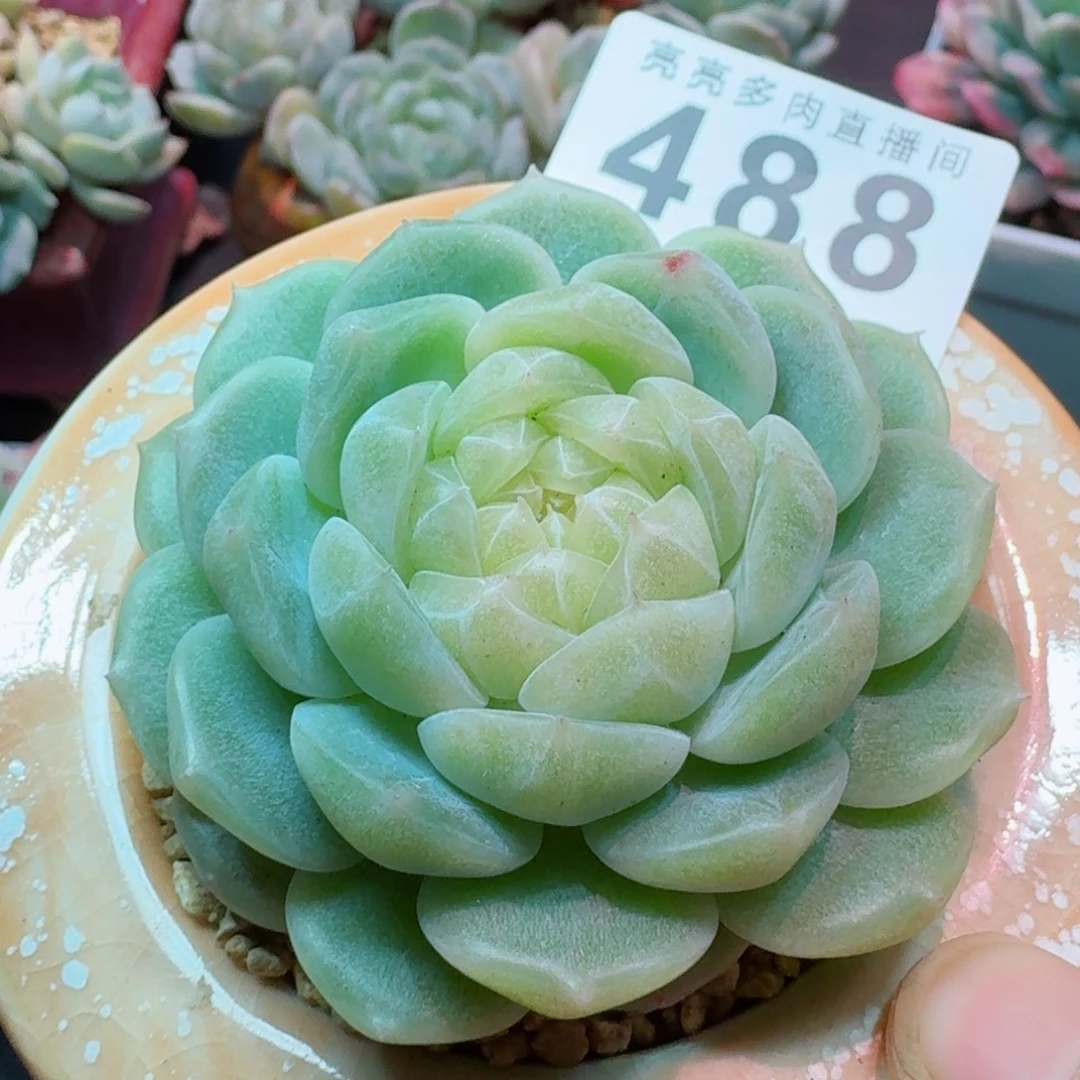 泼天母本      愿你一路坦途，乘风破浪展宏图