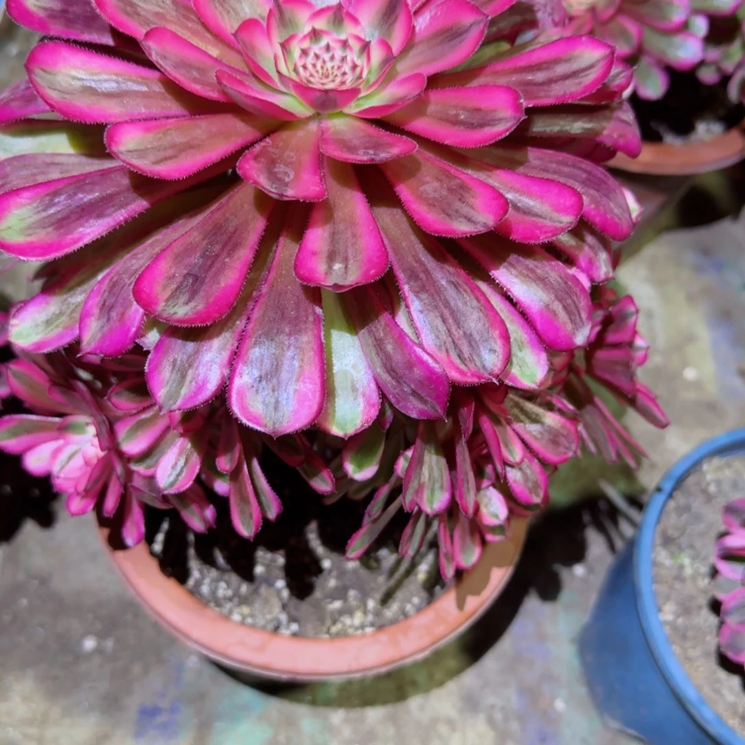 白月光法师多肉734