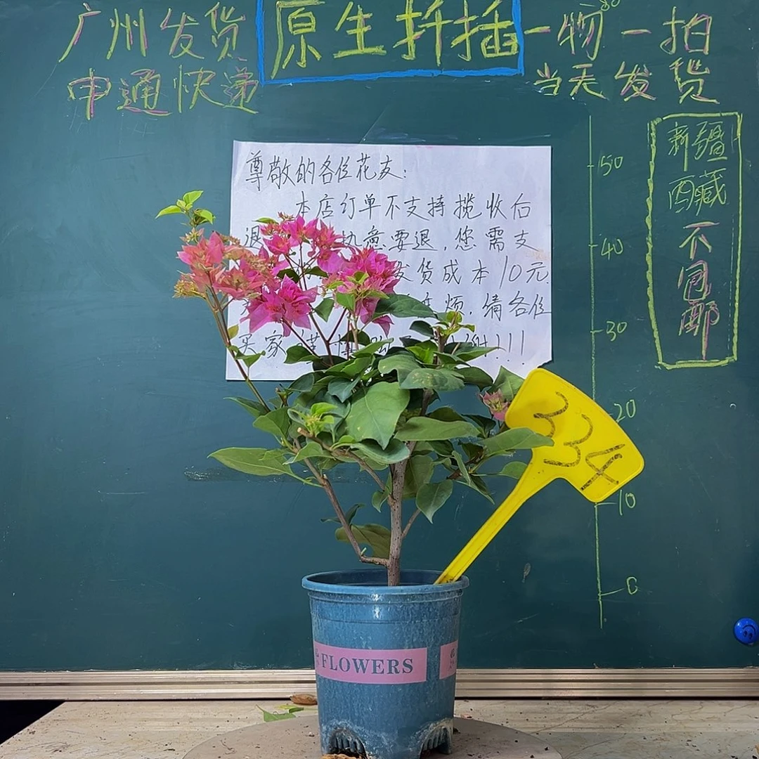 当前无花栽培后可以开花  重瓣粉  334