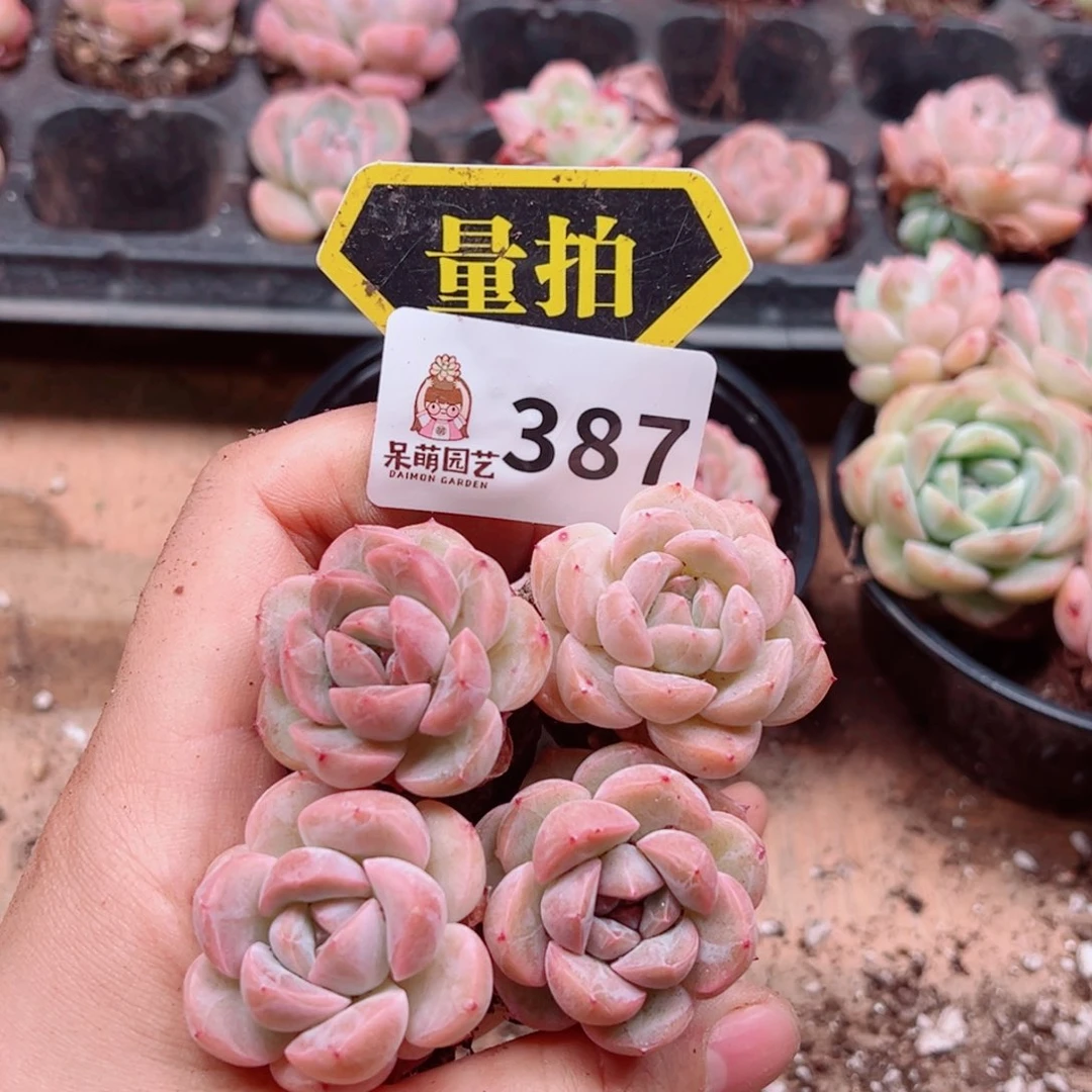 多肉植物多肉植物