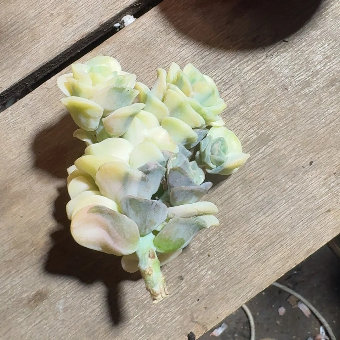 是***呀302可爱玫瑰锦123456789