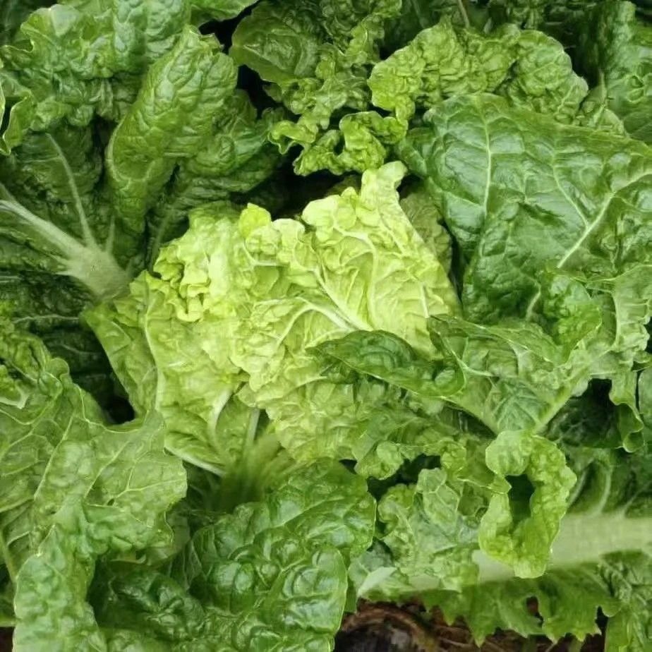 蔬菜菜籽无筋白菜麻叶菜皱叶火锅菜种子蔬菜高山毛白菜