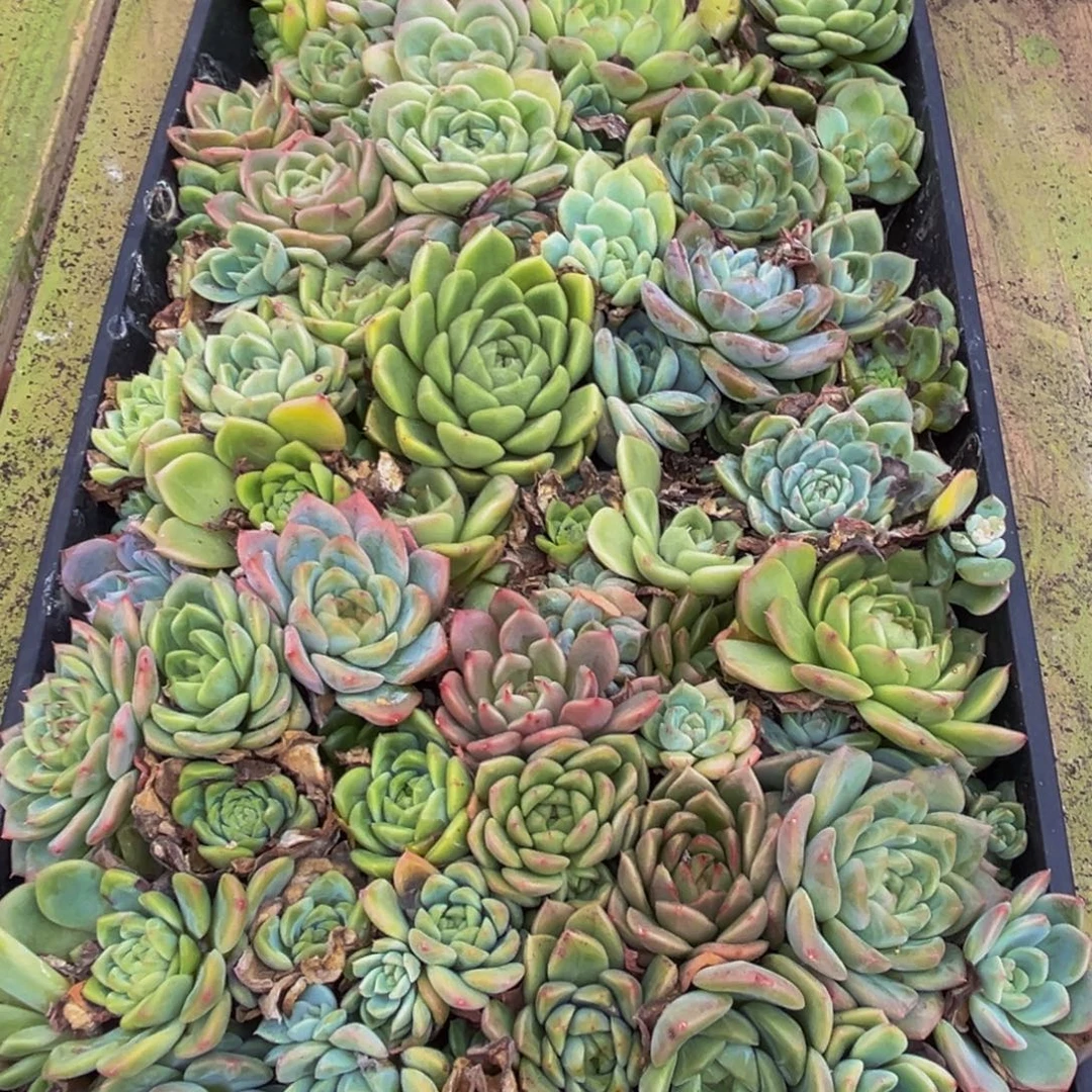 348多肉植物的生长发育
