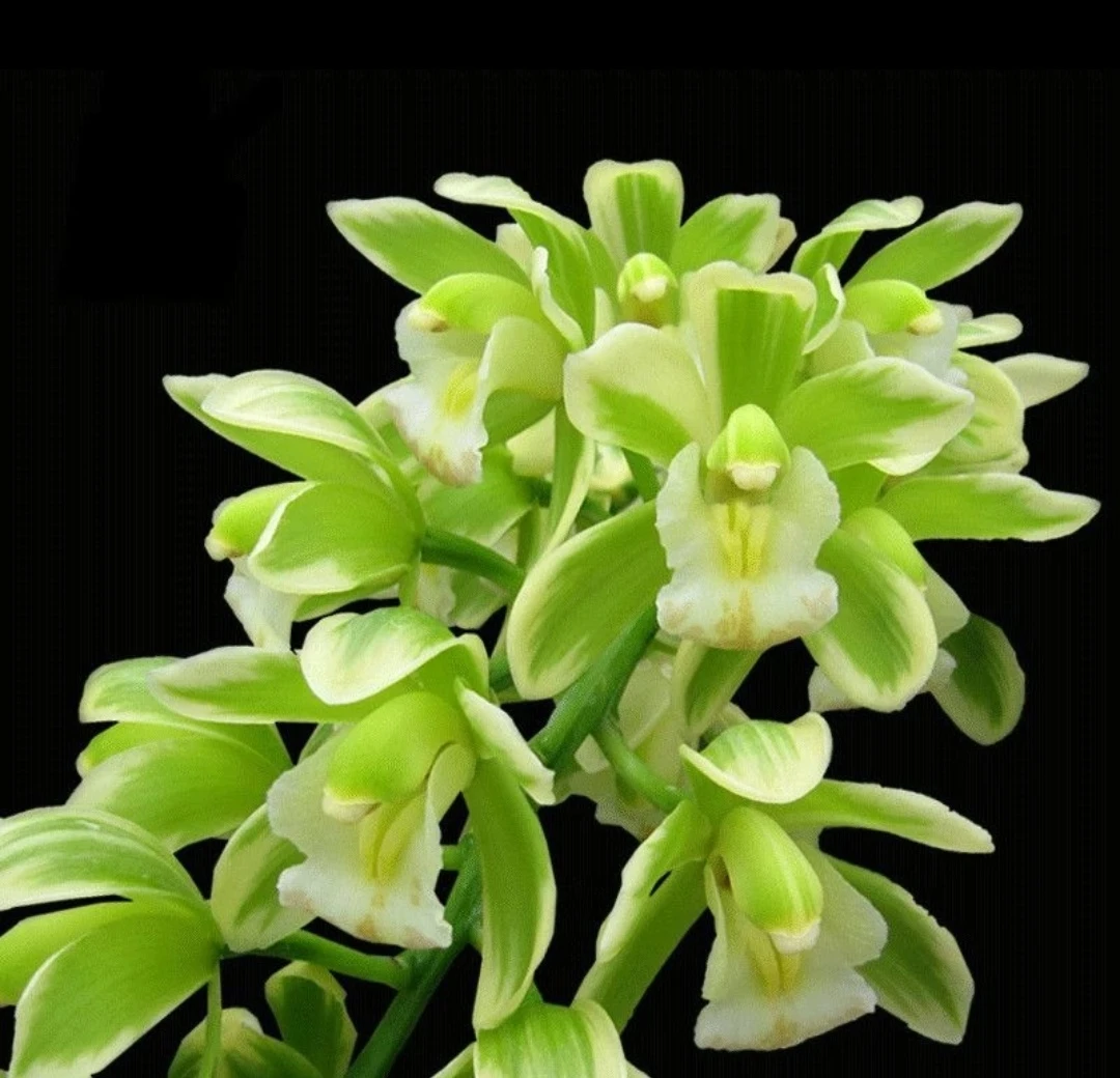 建兰【金边凤凰】金边凤凰冠室内书房办公室茶室桌盆栽绿植