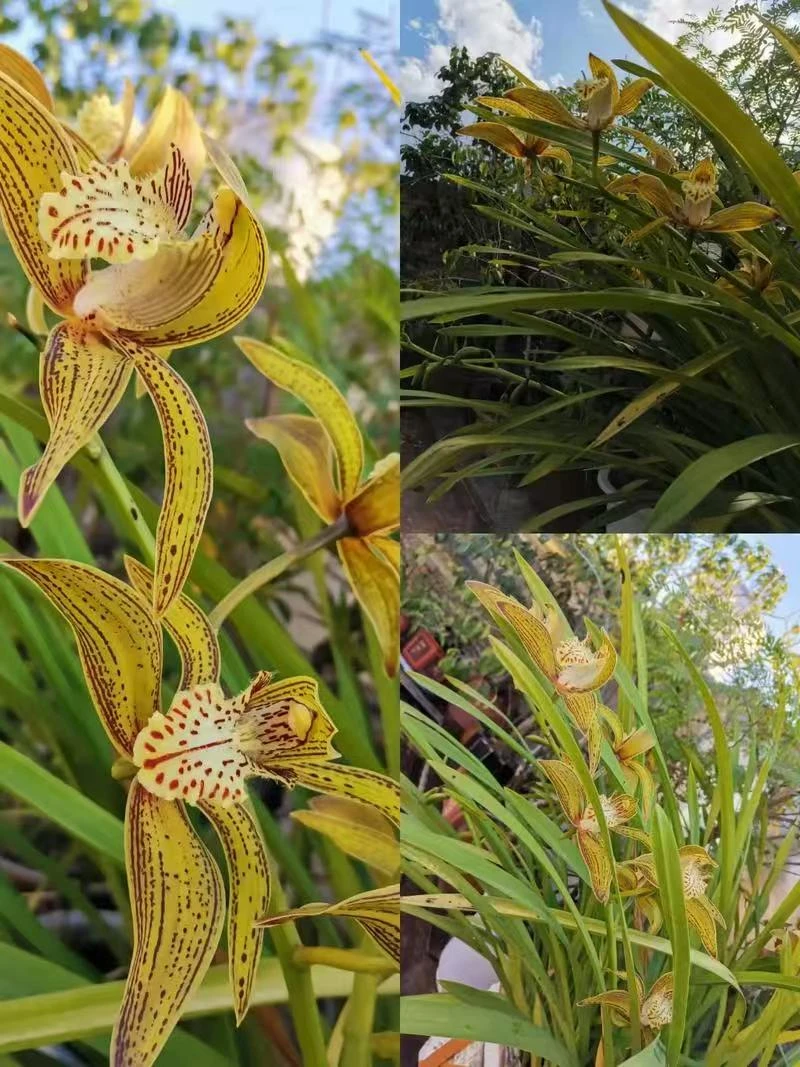 原种虎头兰精品壮苗四季常青附生兰好种植室内花卉盆栽