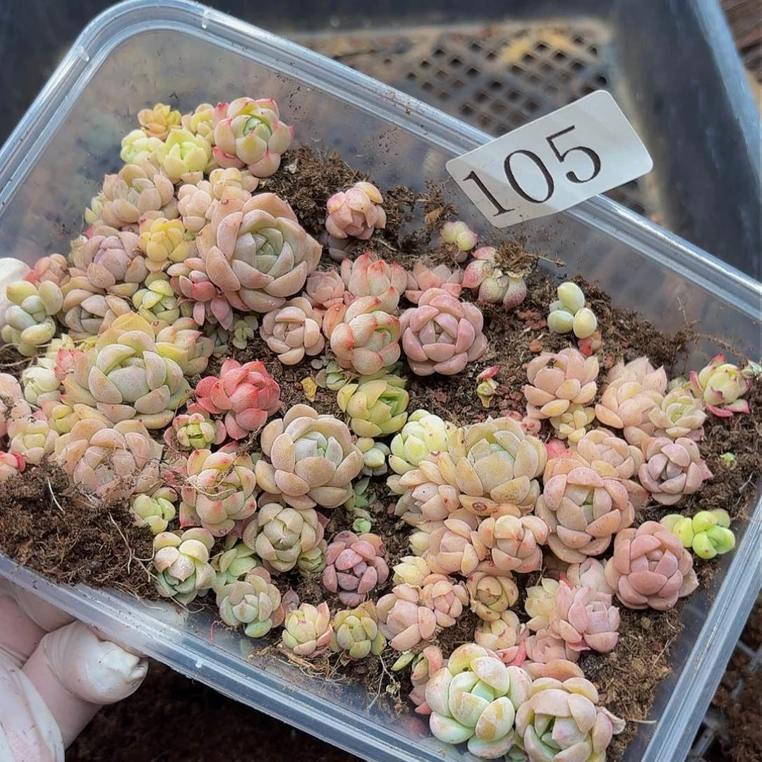 多肉植物多肉植物105