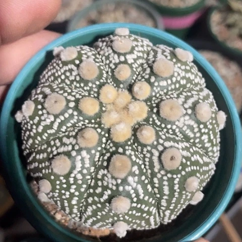 实生浓白兜福利出