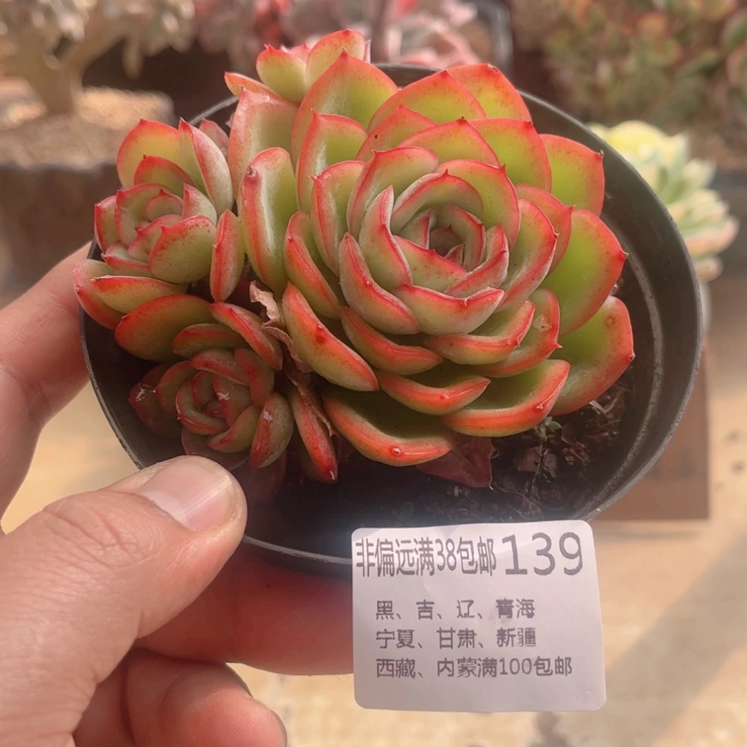 139晨露德华多肉