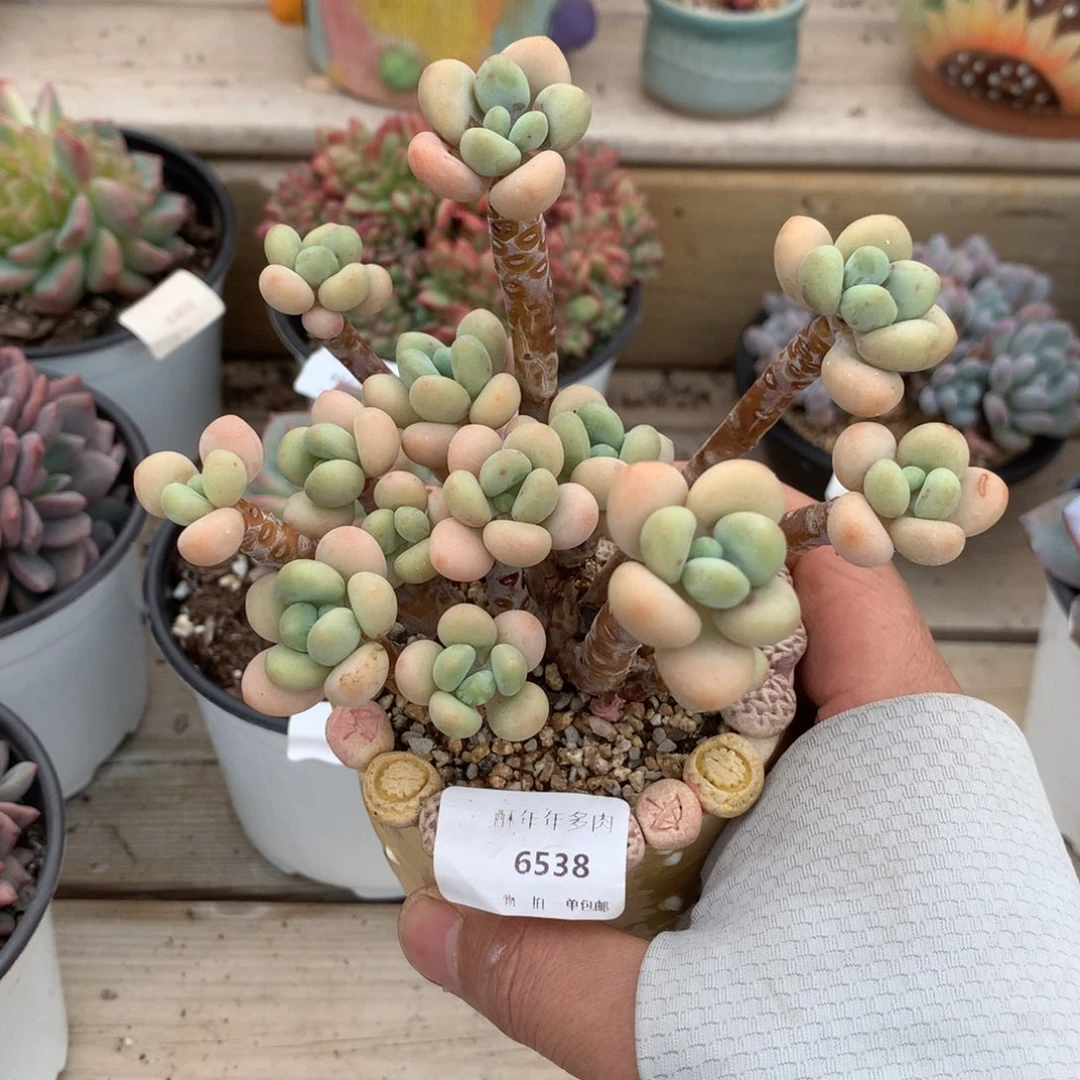 6538白奶糖多肉一颗12厘米微瑕