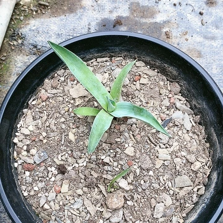【闪购商品】无花朵纳*玉龙舌兰圆叶鲸