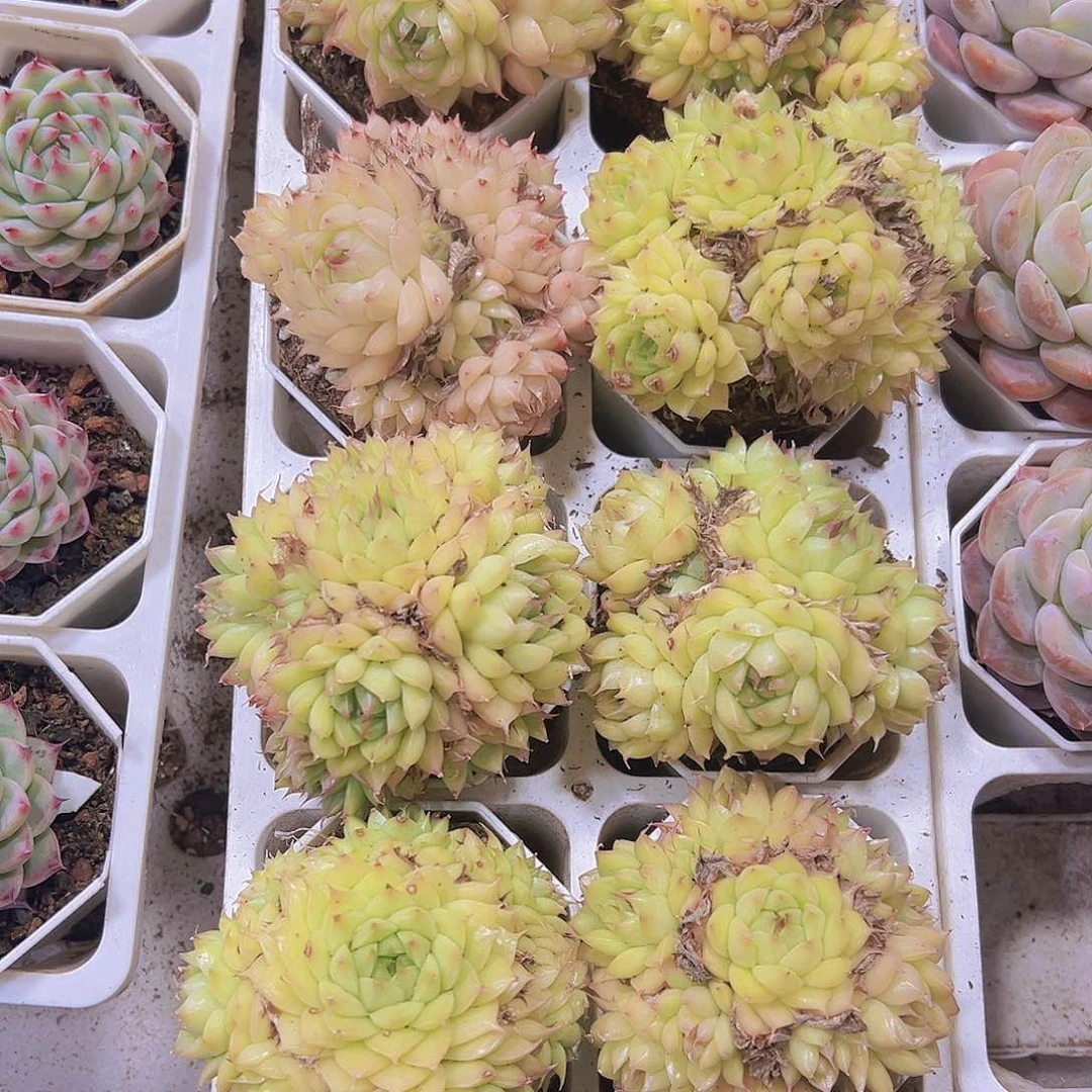 黄体海王大群生样品