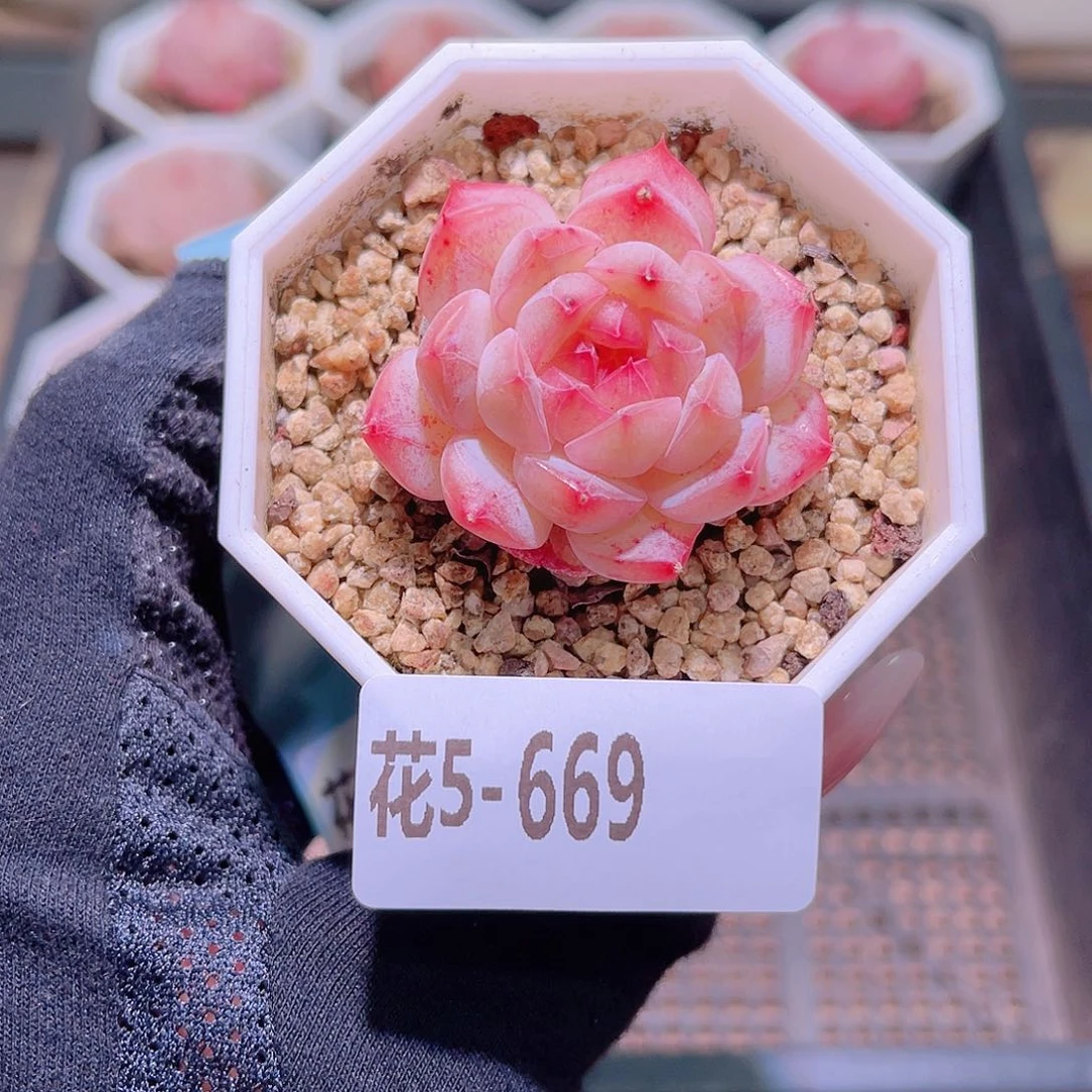 花利美5-669白桃汽水