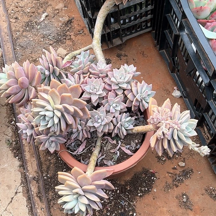 去**泰多肉植物一物一拍
