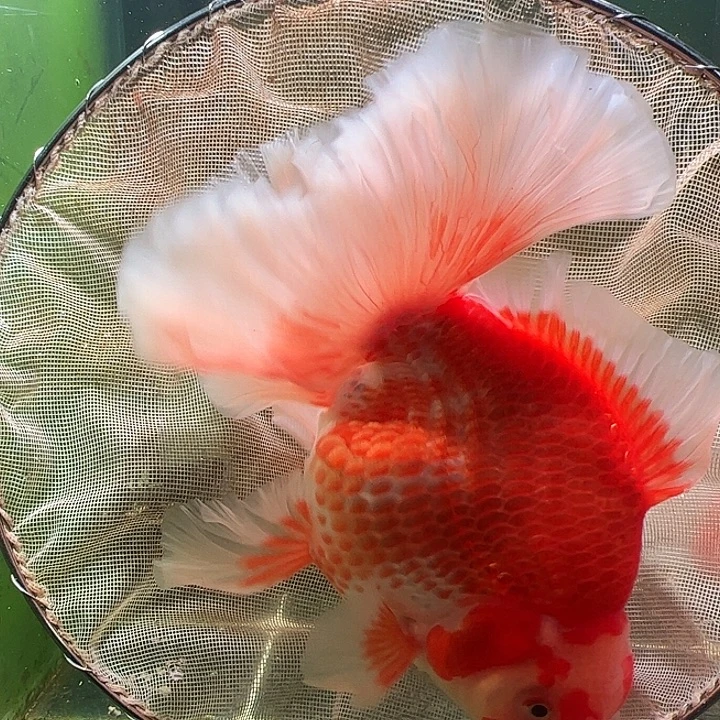 金鱼百褶泰狮压成45