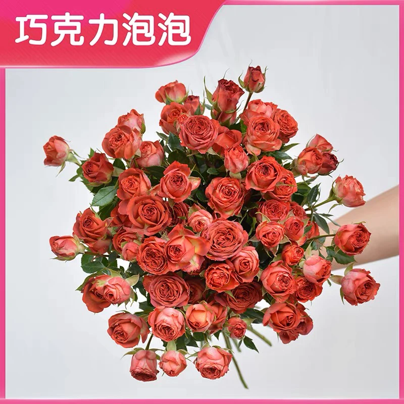 巧克力泡泡10枝 送营养液