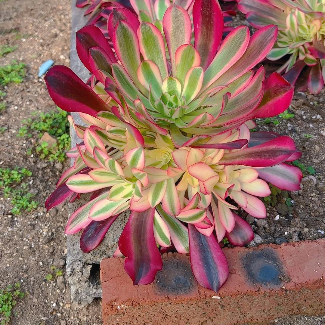 美杜莎手捧多肉植物