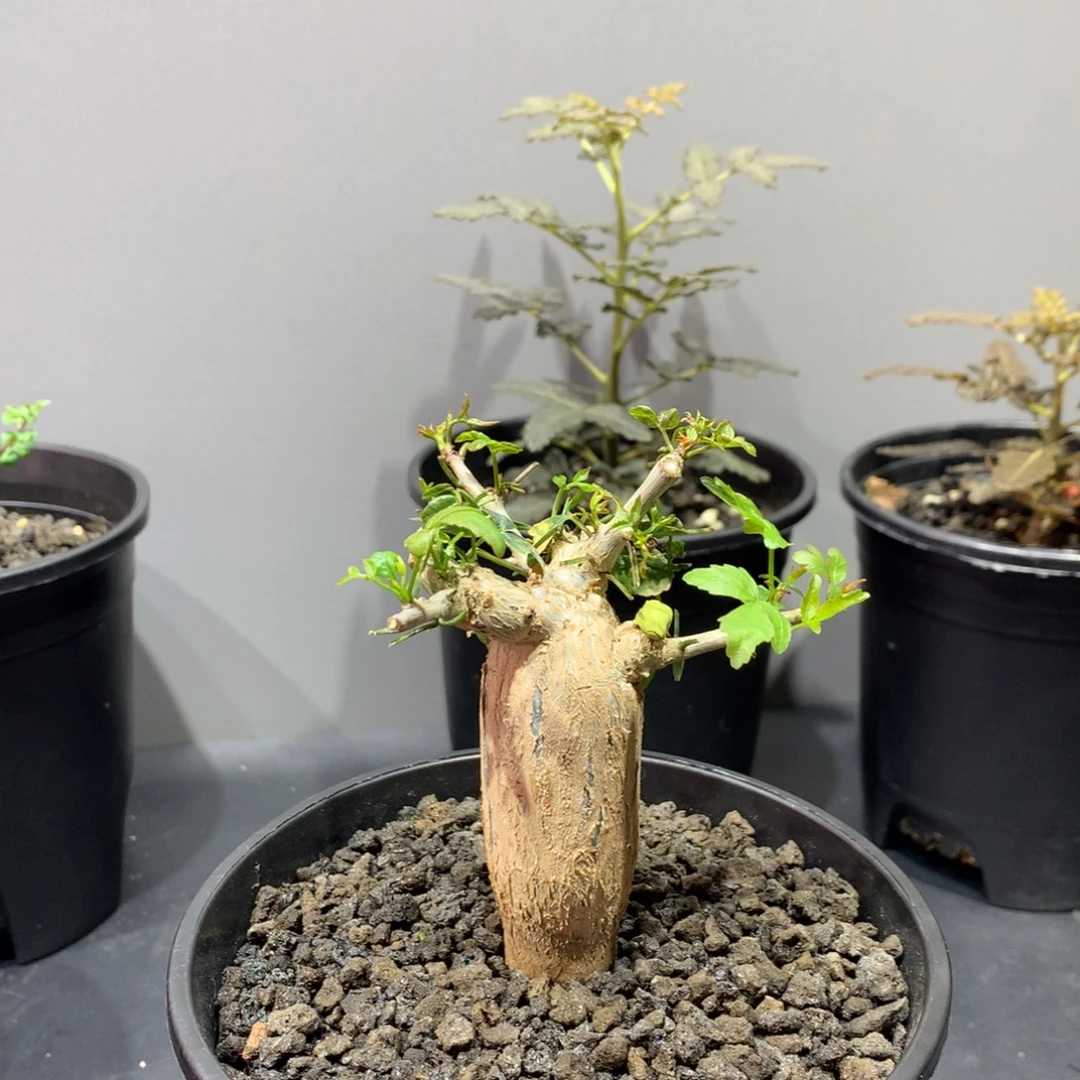 鸠***书埃隆加塔裂榄芳香变种实生带盆土